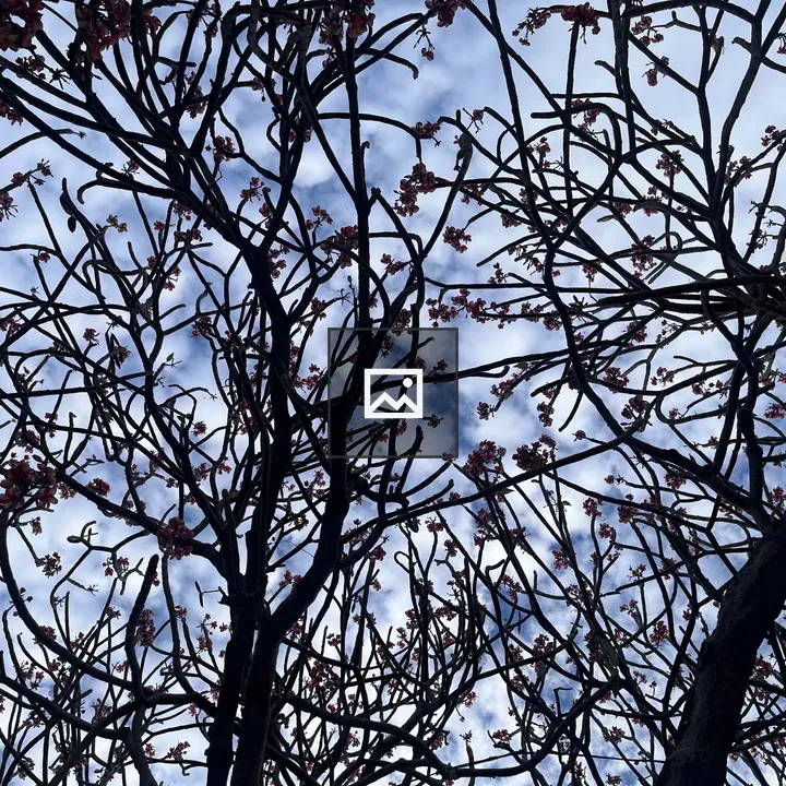 Frangipani Branches in Sky
