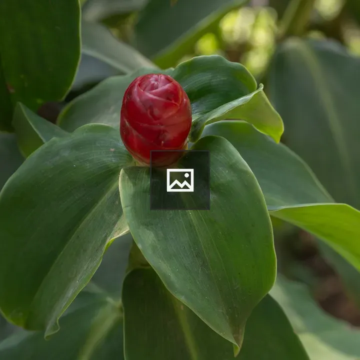 Red Spiral Flower Bud