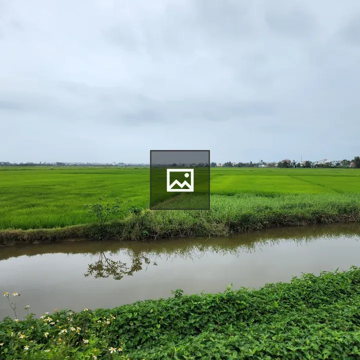Rice fields in Hoi An