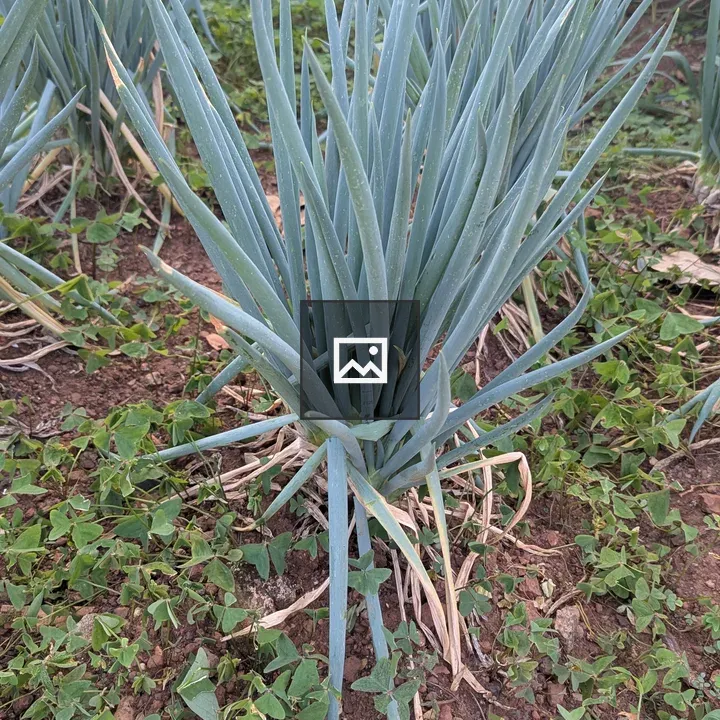 Onion plants in garden