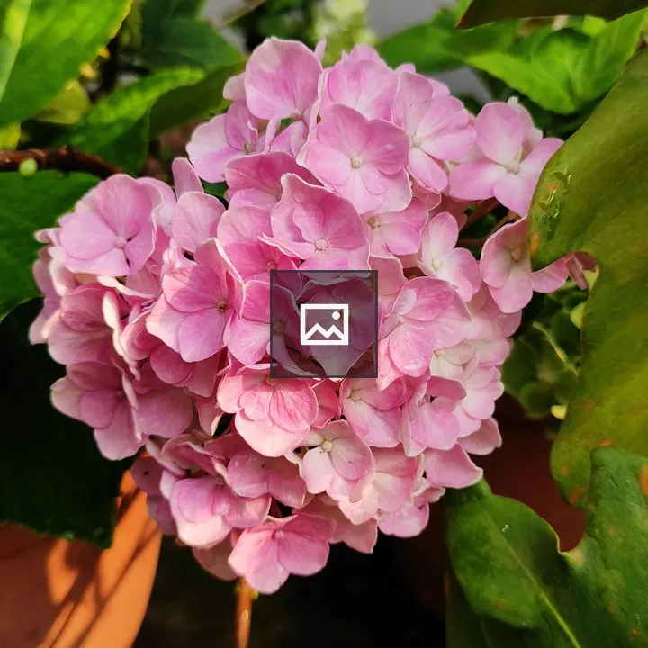 Hydrangea Flower Portrait