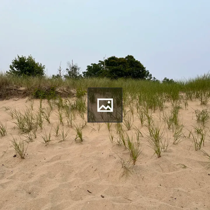 Beach grass on a sand hill