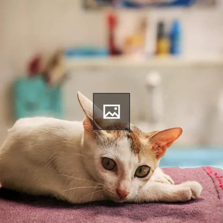White cat on purple surface