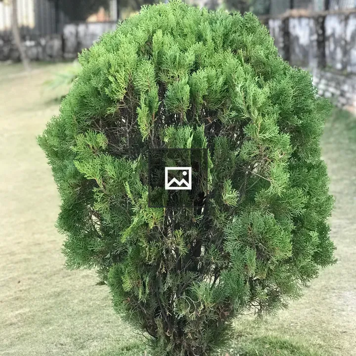 Cypress Tree (dhupi plant)