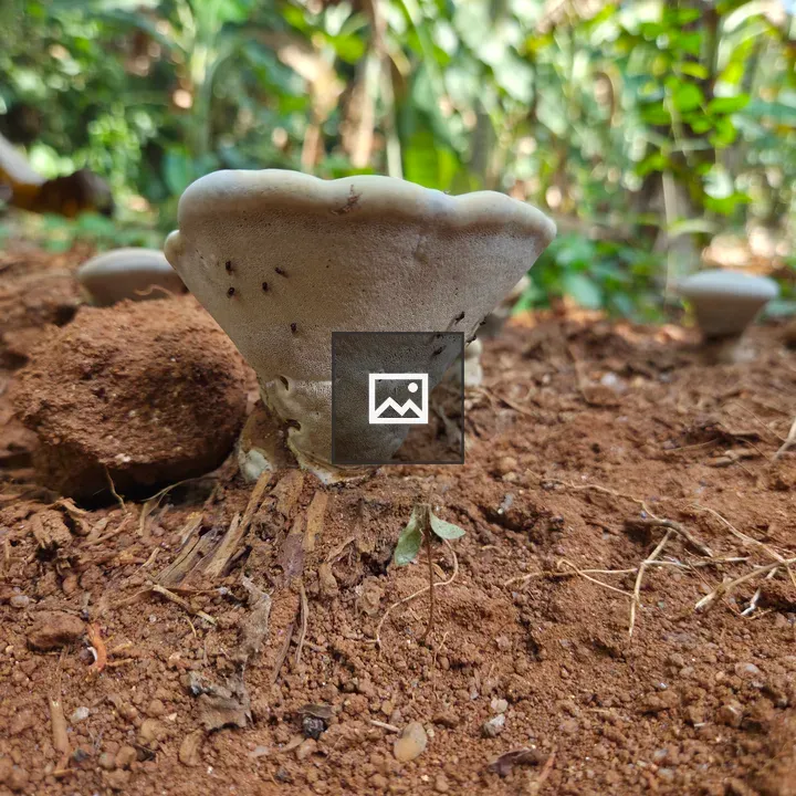 Mushroom on Forest Floor