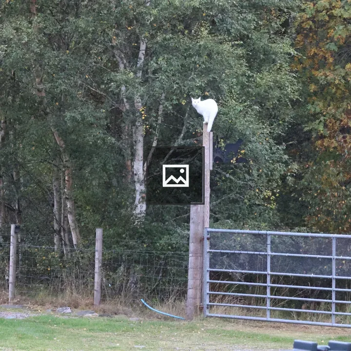 White cat on gate post
