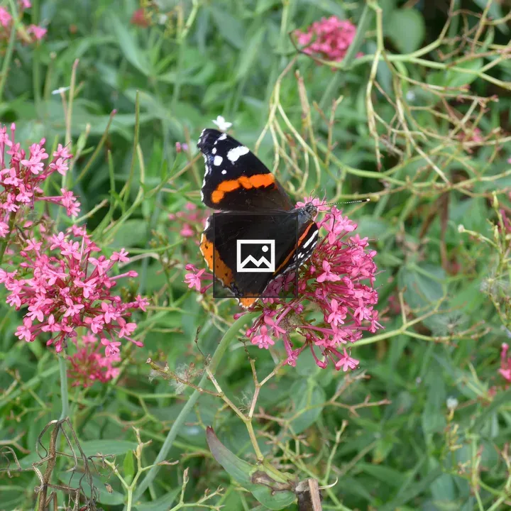 Butterfly on a pink flower