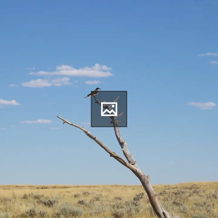 Bird on a branch in the desert