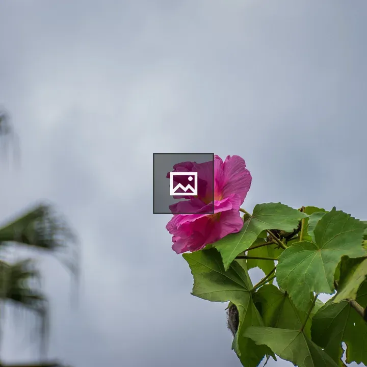 Flower and Clear Sky