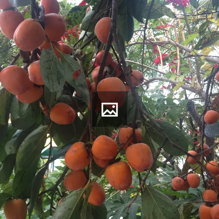 Persimmon Tree with Ripe Fruit