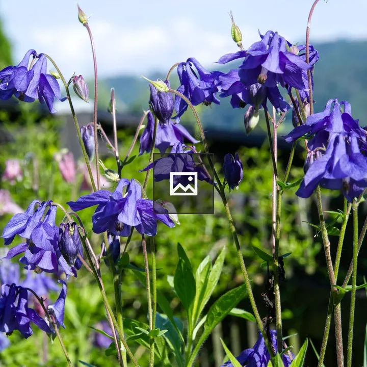 Blue Columbine Flowers