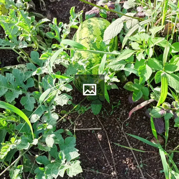 Watermelon among green plants