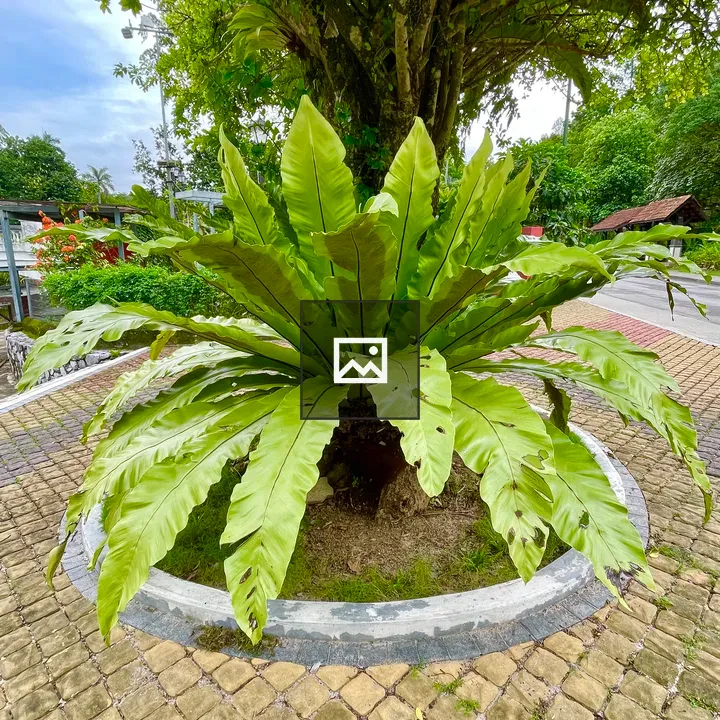 Asplenium antiquum plant