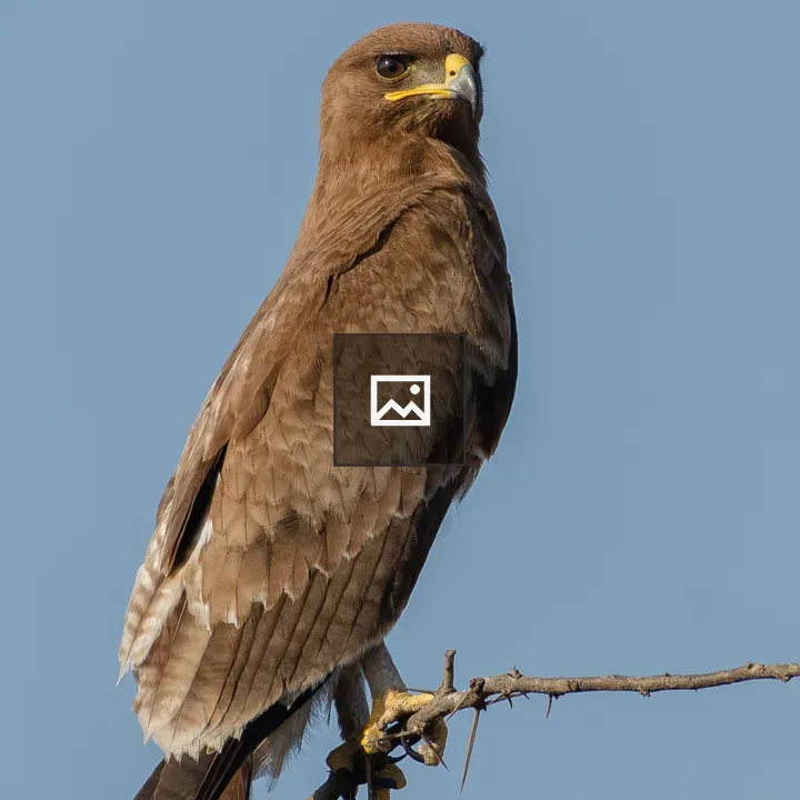 Indian Spotted Eagle on Thorny Branch