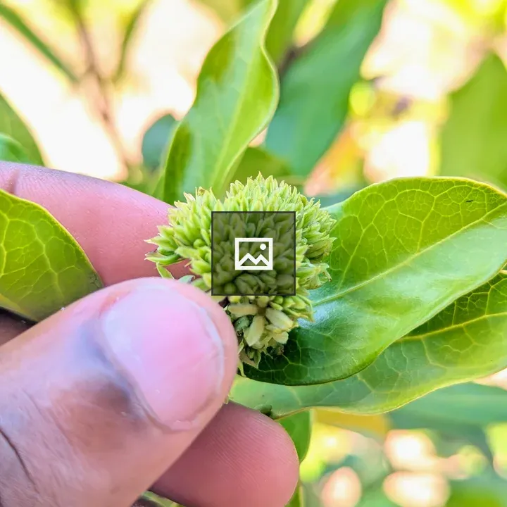 Hands Holding a Green Flower