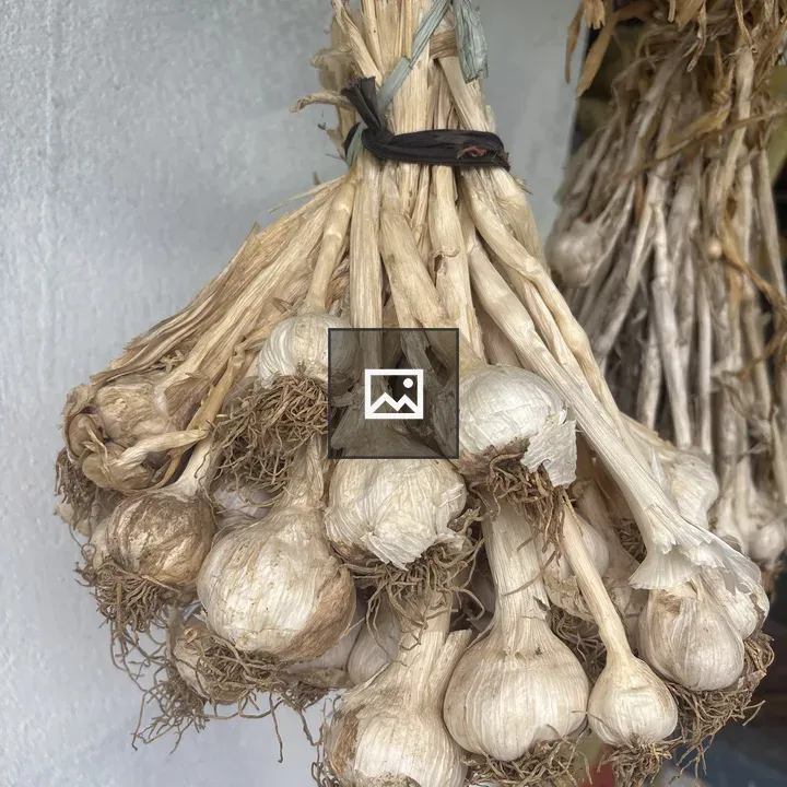 Bundle of Dried Garlic Bulbs