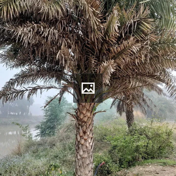 Palm Tree with Fronds and River Background