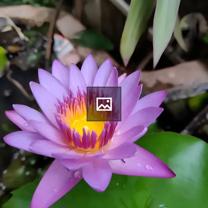 Lotus Flower Close-Up