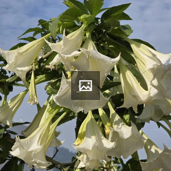 White trumpet-shaped flowers