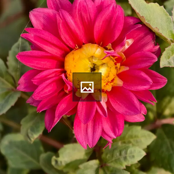 Pink dahlia in bloom