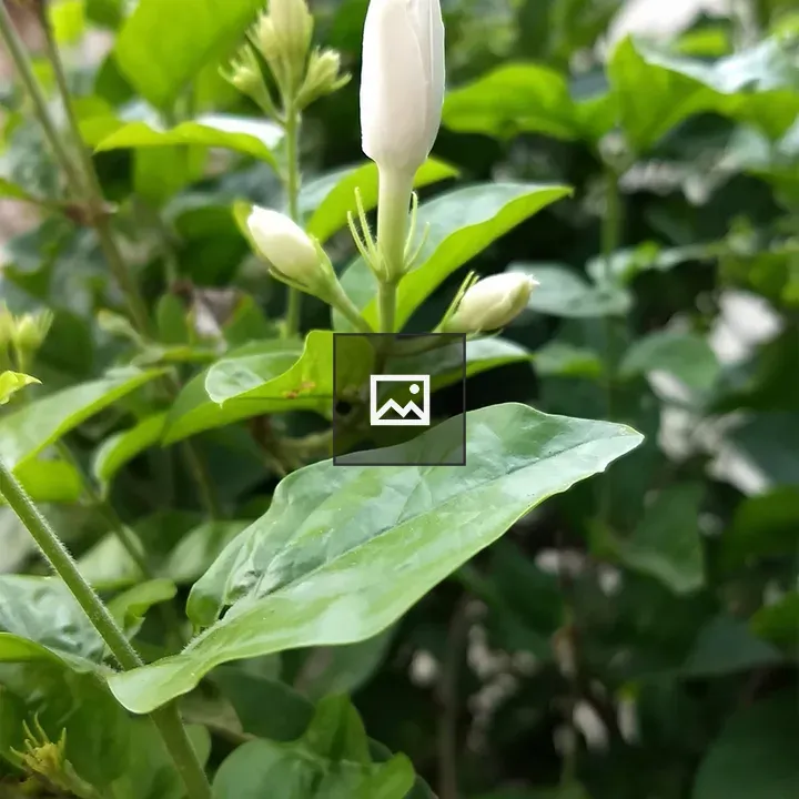 White Jasmine Flower