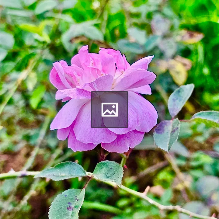 Rose flower from Ooty Rose Garden
