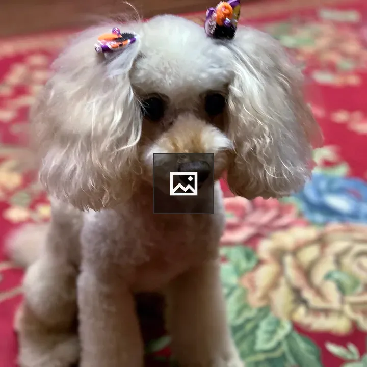 Apricot toy poodle