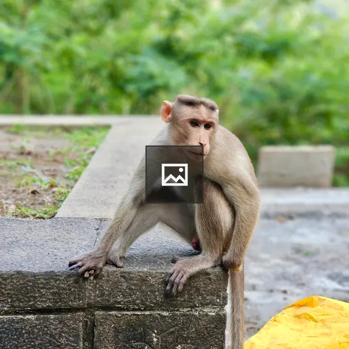 Monkey on stone platform near Elephanta Caves