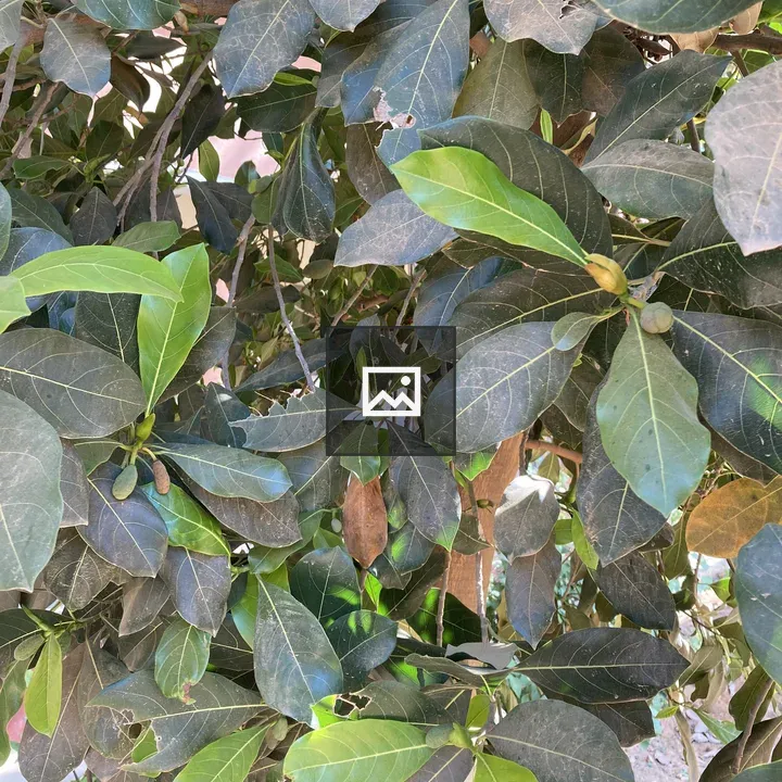 Jackfruit Leaves