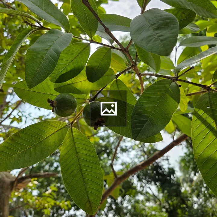 Guava Tree Branch