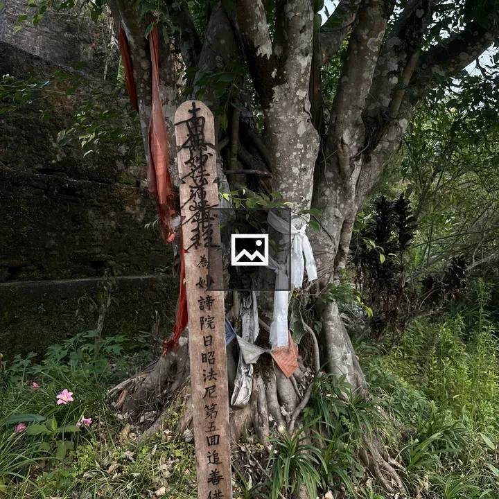 Tree with Japanese Sign and Cloths