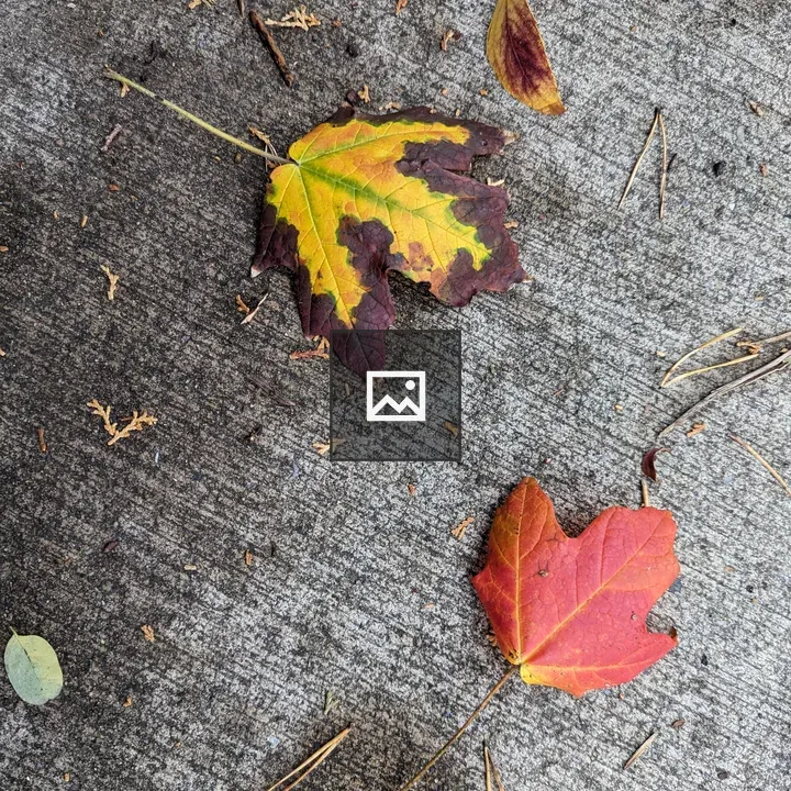 Two Leaves on Concrete