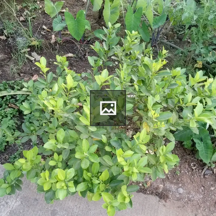 Green Bush by Concrete Path