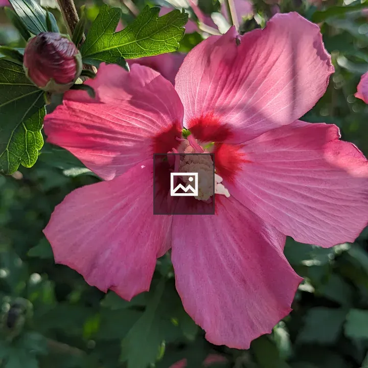 Pink Hibiscus Flower Open