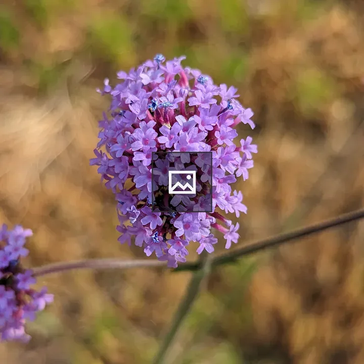 Purple lilac flower ball