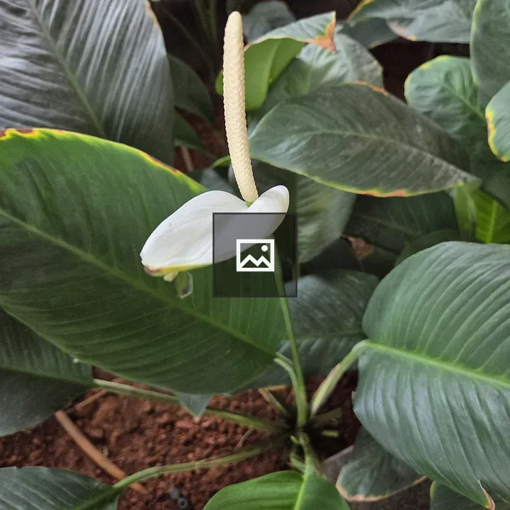White spathiphyllum flower close-up