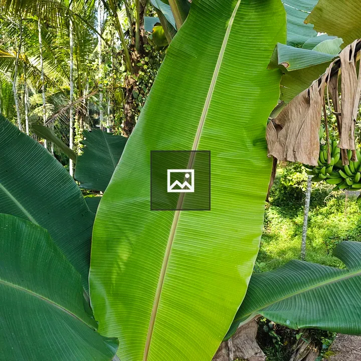 Banana leaf in tropical garden