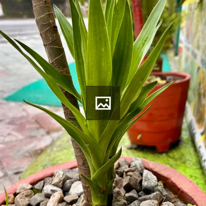 Plant in Red Pot