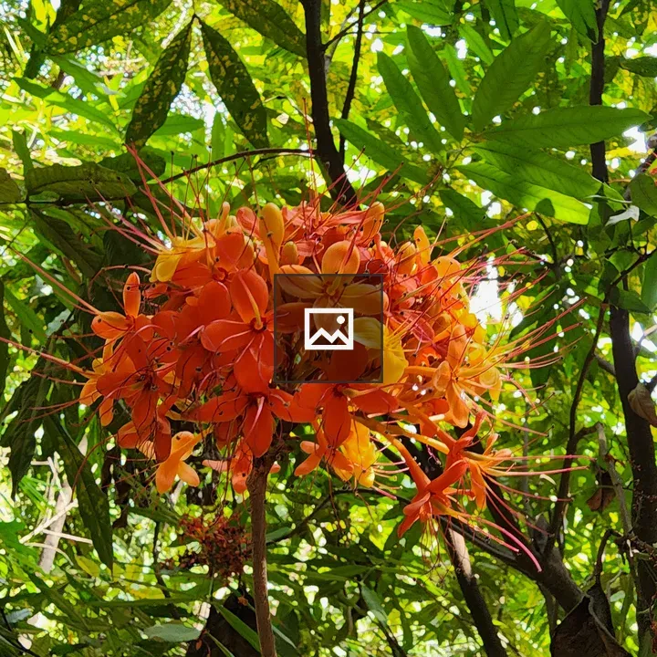 Ashoka tree flower