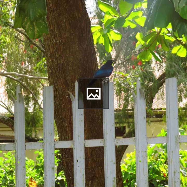 Black bird on white fence