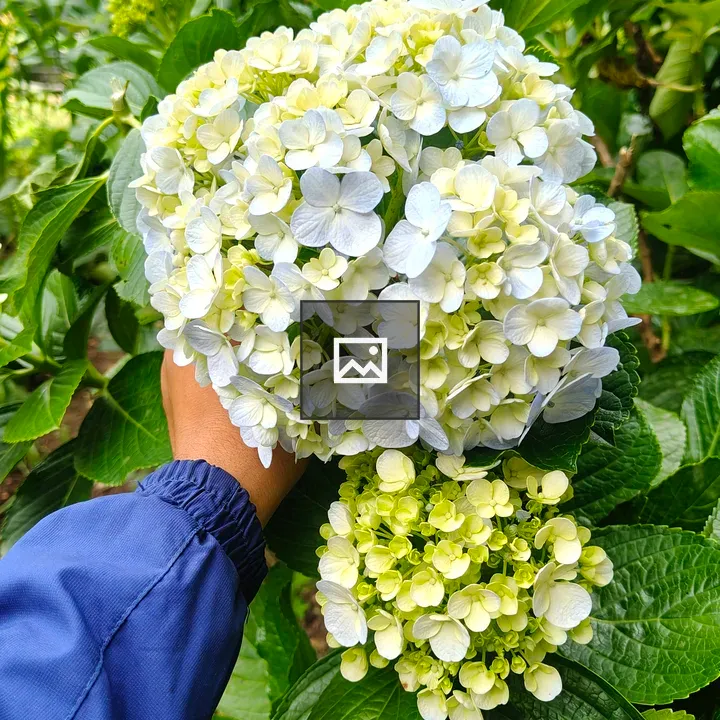 Hydrangea cluster in garden