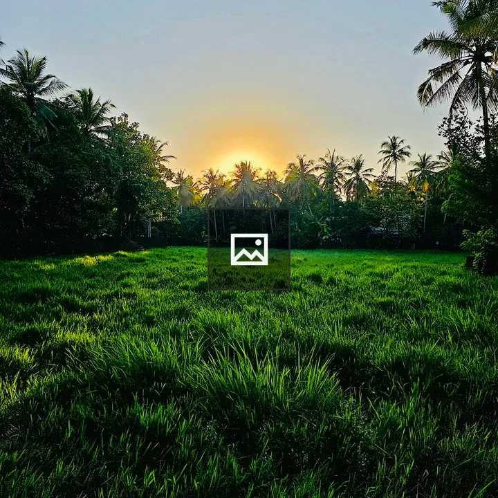 Sunset over a paddy field
