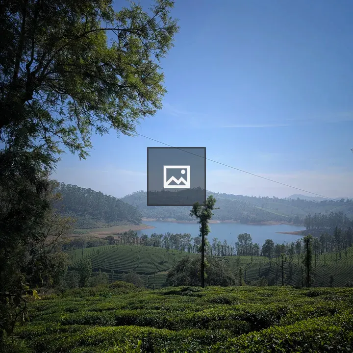 Tea plantation backdrop hill