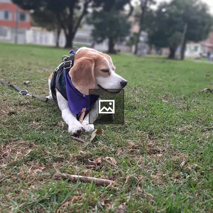 Beagle in the Park