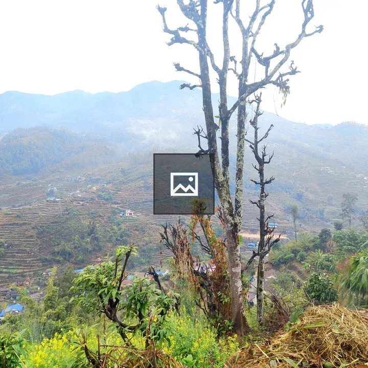 Terraced Hillsides with Leafless Tree
