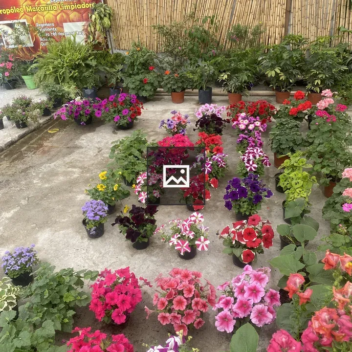 Potted flowers on concrete surface
