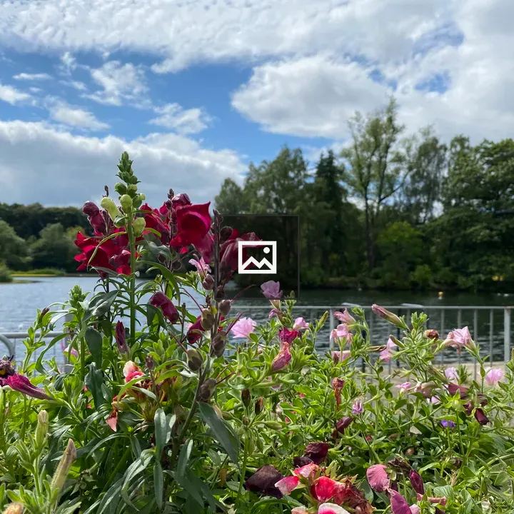 Flowers by a Pond