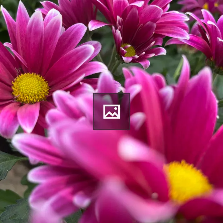 Pink flowers up close