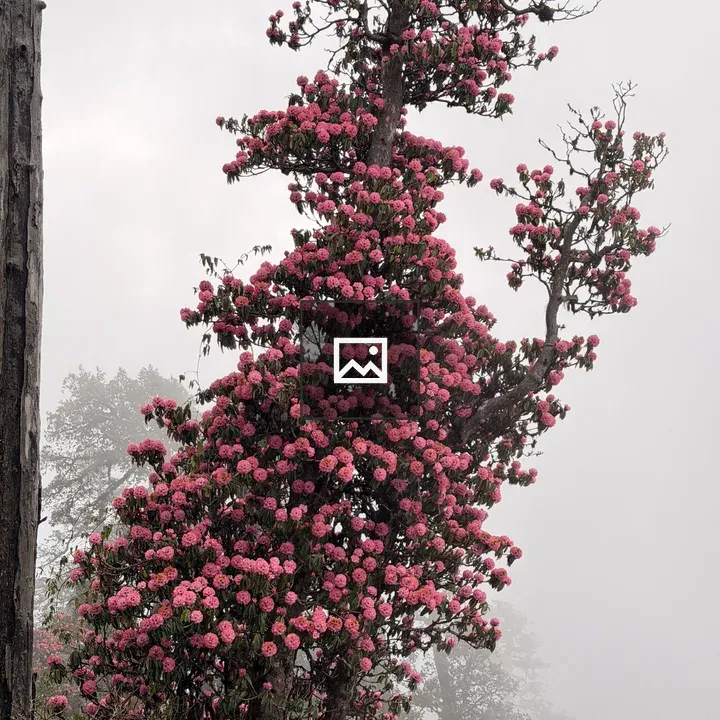 Rhododendron Tree with Pink Blooms
