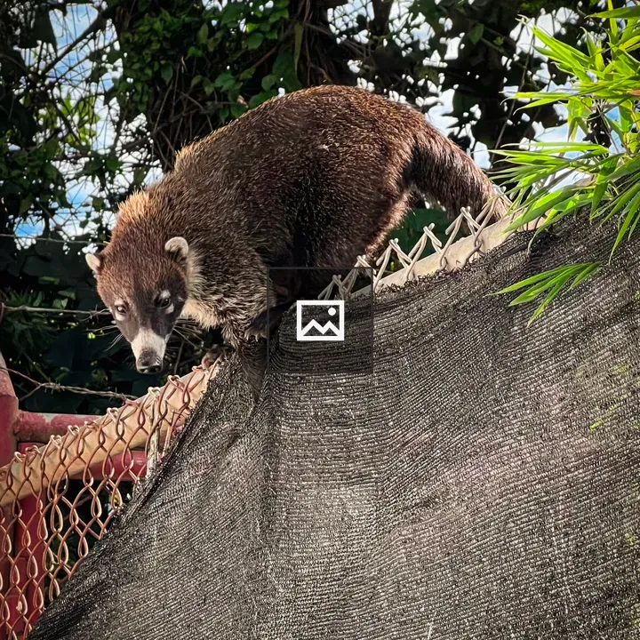 Coati on Fence